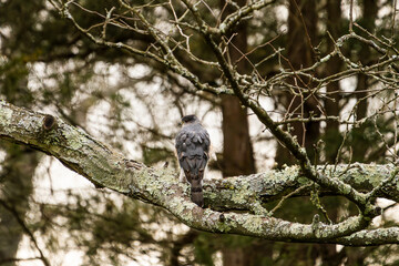 Hawk Stretching on a Branch