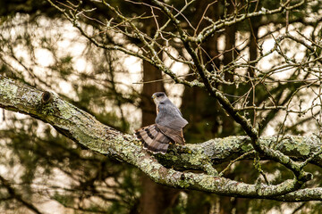Hawk Stretching on a Branch