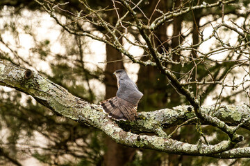 Hawk Stretching on a Branch