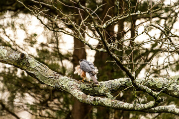 Hawk Stretching on a Branch
