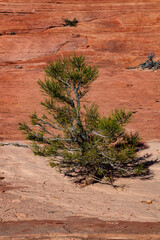 Determined Pine Tree Growing on Sandstone