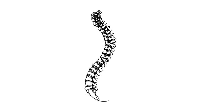 recommend clip art: A continuous line drawing of a realistic human spine