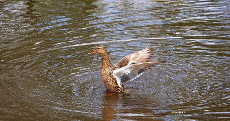 A duck spreads her wings in the shallow water.