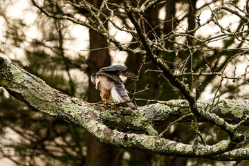 Hawk Stretching on a Branch