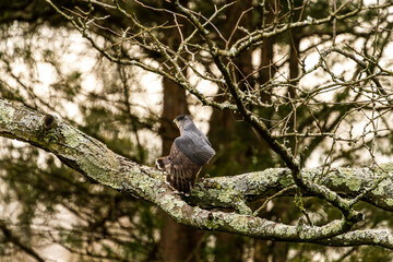 Hawk Stretching on a Branch