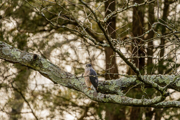 Hawk Stretching on a Branch