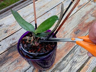 Pruning old faded orchid branches with scissors. Caring for indoor exotic plants with your own...