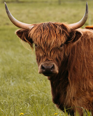 highland cow with horns