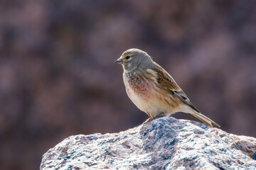 Common Linnet