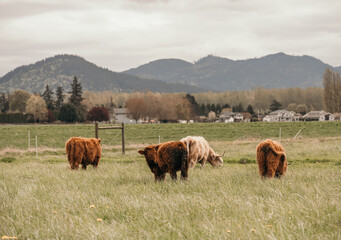 cows on the field