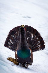 Western capercaillie (Tetrao urogallus). Mountain Rooster in a wild forest during their mating...