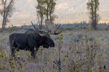 Bull Shiras Moose during the Rut in Wyoming in Autumn