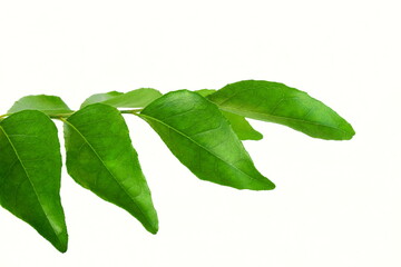 fresh indian spice plant curry leaves or curry patta herb plant use in indian gujarati food like...