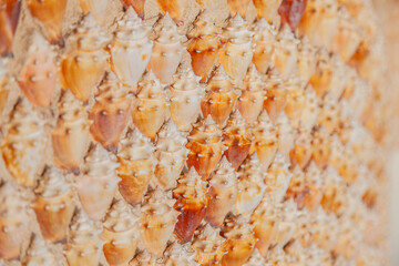 Texturas de conchas de caracol
