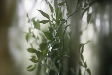 Fototapeta premium leaves