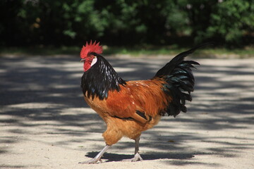 Photo of a walking, proud, colourful rooster.