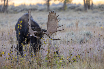 Bull Shiras Moose during the Rut in Wyoming in Autumn
