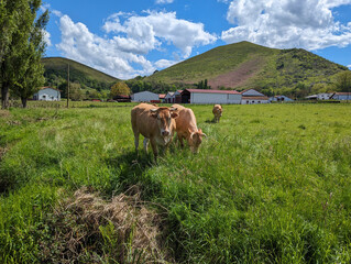 Entre montanhas e verdes pastos, vacas a pastarem numa fazenda entre a relva verde num dia primaveril