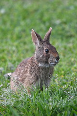 Close-up shot of a wild rabbit in the grass