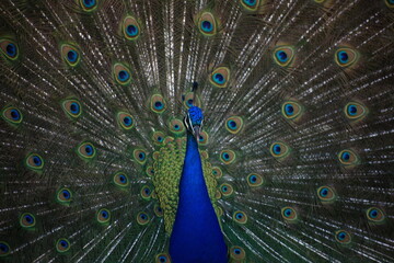 Obraz premium Frontal view of a peacock fanning its tail. Close up