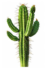Green cactus, sharp spines