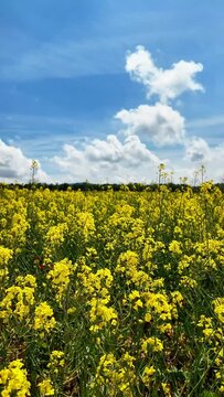 Beautiful landscape of yellow field flowers moving in the wind, blue sky with a cloud, vertical