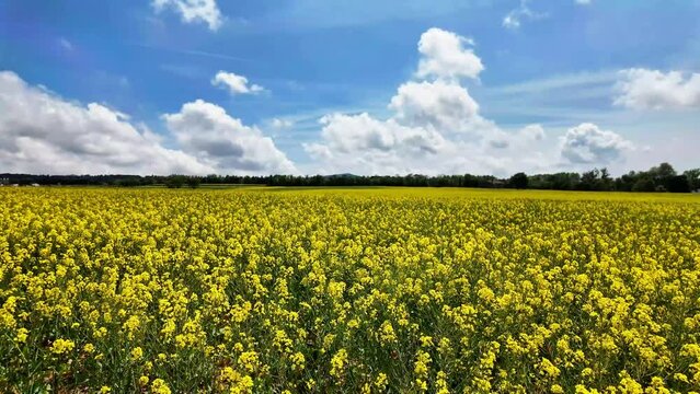 Beautiful aerial drone view of landscape of yellow field flowers moving in the wind, blue sky with a cloud, 4K