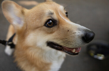 A dog Welsh Corgi Pembroke with a mite on the nose