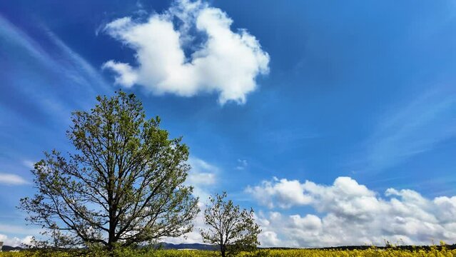 Beautiful panoramic view, scenic landscape of tree, yellow field and clouds, 4K