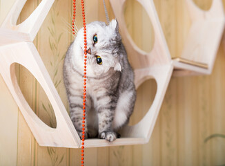 Cat interested with hanging beads on wooden wall shelf - 803338486