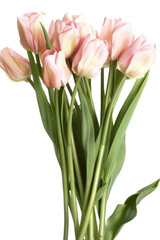 Tulips in bloom, soft pink
