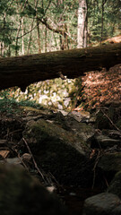 Fallen tree in the forest, close up. Selective focus.