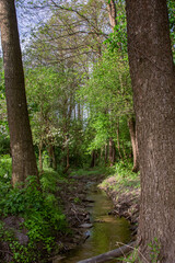 Fototapeta premium View of a wild stream flowing in the forest