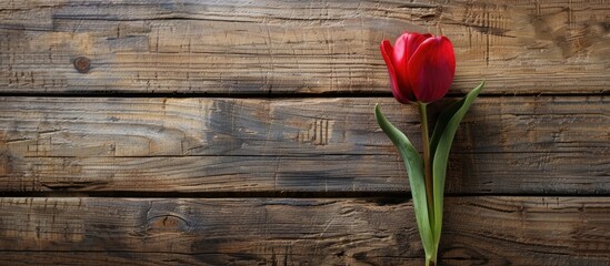 Red tulip is in blossom on a wooden backdrop.