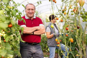 Portrait of satisfied man in front of greenhouse with ripe tomatoes