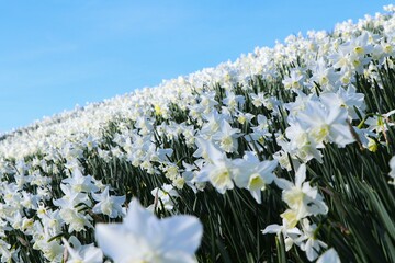 vast field of blooming white daffodils under a clear blue sky. concepts: spring season promotions or advertisements, gardening websites or magazines, nature-themed content or environmental awareness