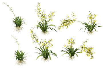3D render colorful orchid flowers on transparent background