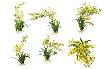 3D render colorful orchid flowers on transparent background