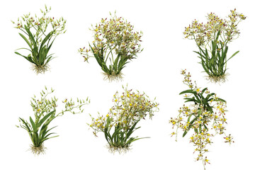 3D render colorful orchid flowers on transparent background