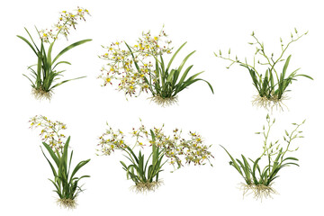 3D render colorful orchid flowers on transparent background