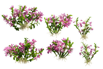 3D render colorful orchid flowers on transparent background