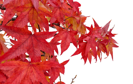 A tree with red leaves is shown in a white background. The leaves are vibrant and full, creating a sense of warmth and life. The image evokes a feeling of autumn, when trees shed their leaves.