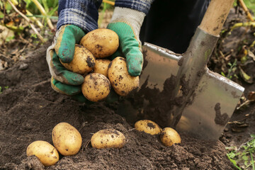 Farmer digging up organic yellow potato in garden close up. Farming, potatoes harvest