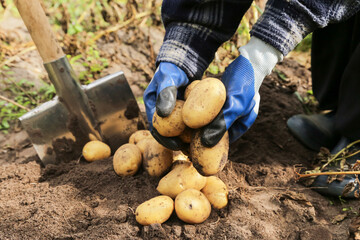 Farmer hands digging up organic yellow potato in garden close up. Farming, potatoes harvest