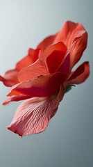 Single red hibiscus flower in full bloom against a pale grey background