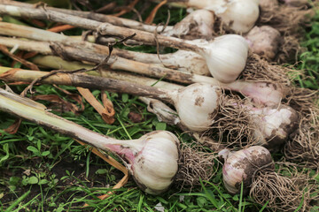 Garlic close up. Bunch of fresh raw organic garlic harvest with roots and tops on grass in garden
