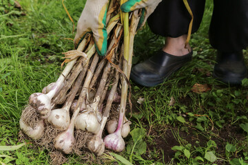Freshly harvested Garlic. Bunch of fresh raw organic garlic harvest in farmer hands in garden
