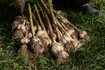 Garlic. Bunch of fresh raw organic garlic harvest with roots and tops on grass in garden on sun  in sunlight