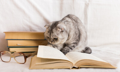 Cute cat plays with glasses and open books close up - 803354803