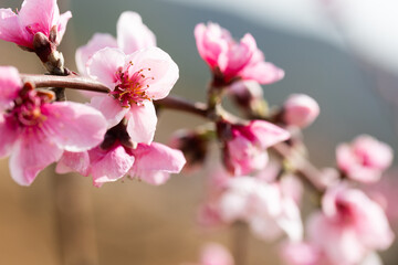 Peach flowering trees in gardens in spring - 803357093